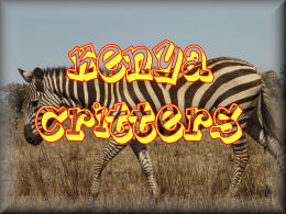 CLICK HERE - Kenya Animals and Wildlife