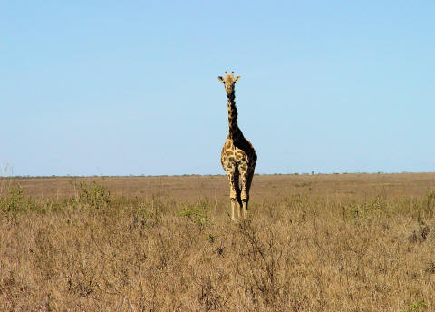 CLICK HERE - Giraffe in Nairobi National Park