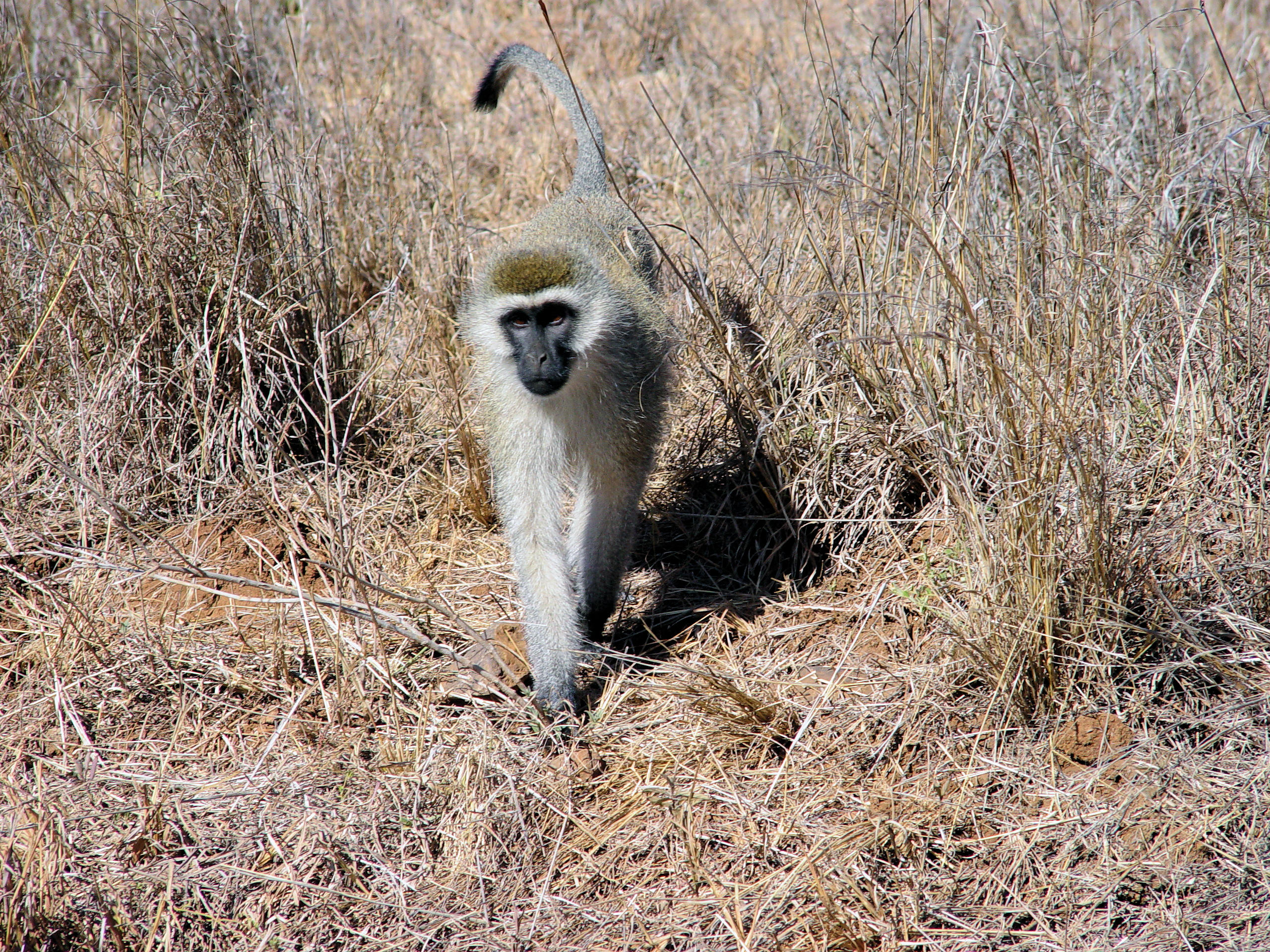 Vervet Monkey In Nairobi National Park