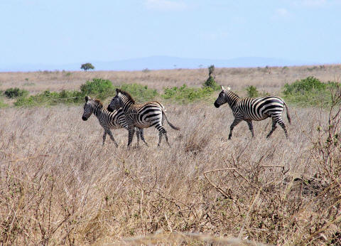 CLICK HERE - Zebras in Nairobi National Park