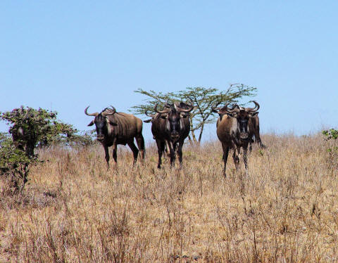 CLICK HERE - Wildebeests in Nairobi National Park