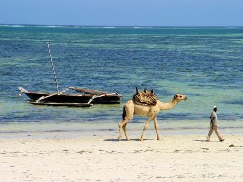 CLICK HERE - Camel On Indian Ocean Beach