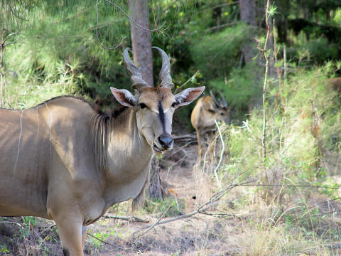 CLICK HERE - Eland - Africa's Largest Antelope in Mombasa Area Park