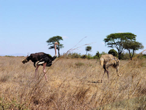 CLICK HERE - Ostriches in Nairobi National Park