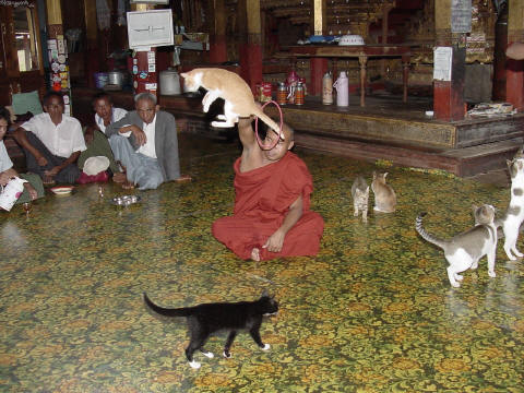Famous jumping cats at Nga Phe Kyaung monastery- Click For Full-Size Photo