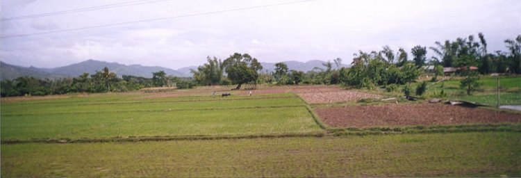 Rice patty - dry season