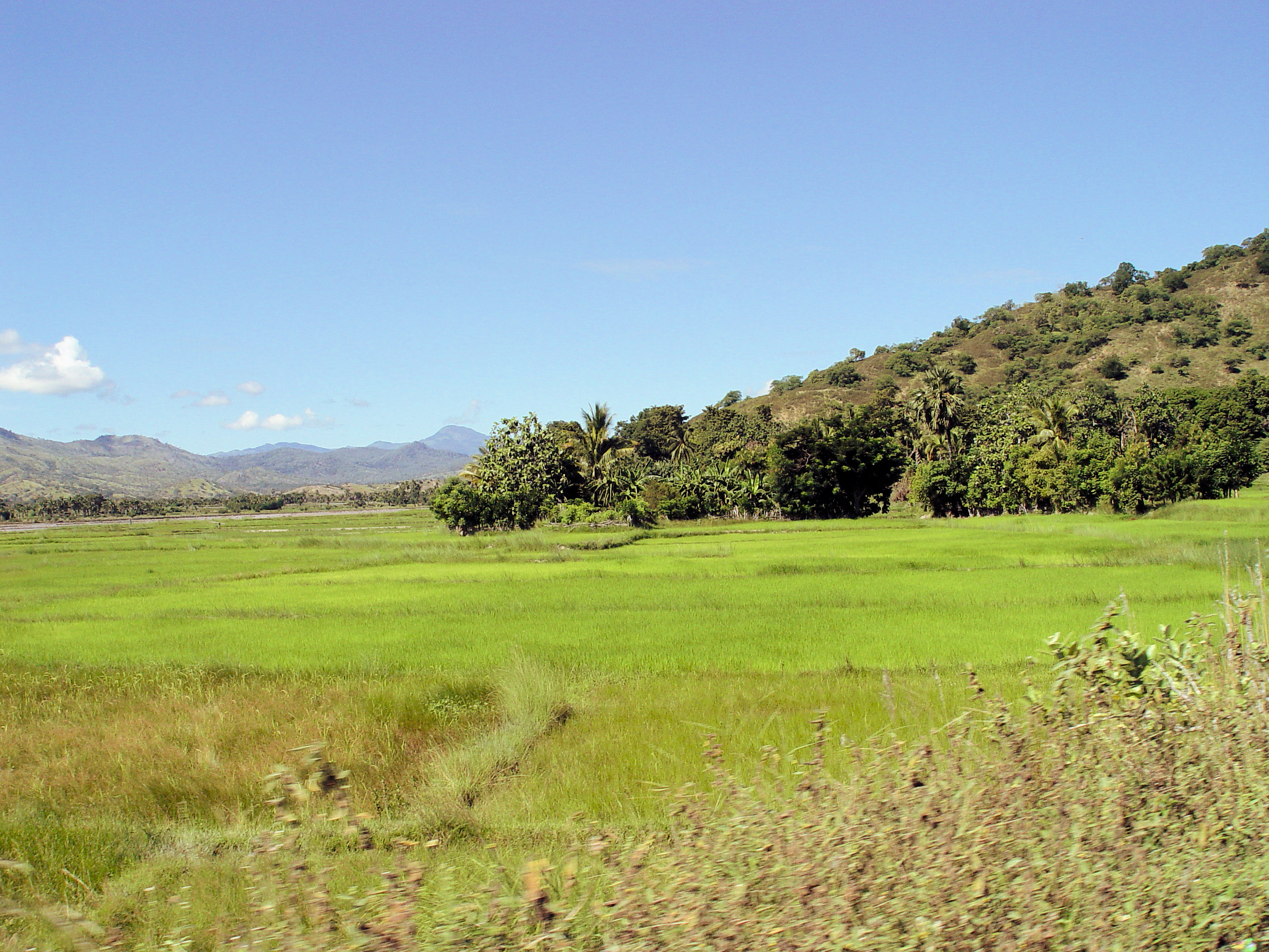 The Places of East Timor - Rice paddies near Manatutu