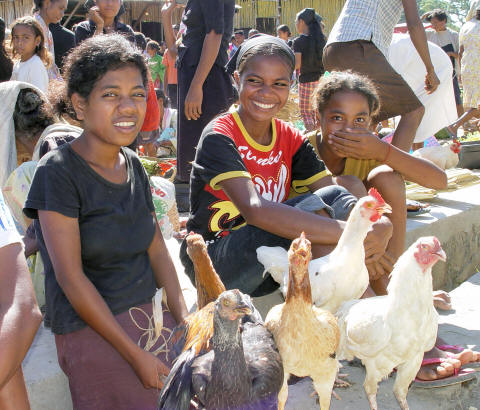 CLICK HERE -  Manatutu chicken vendors